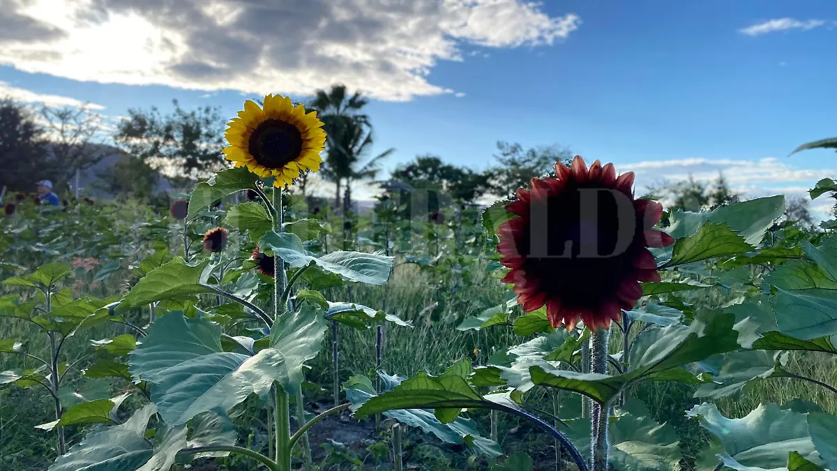 Girasol rojo y amarillo